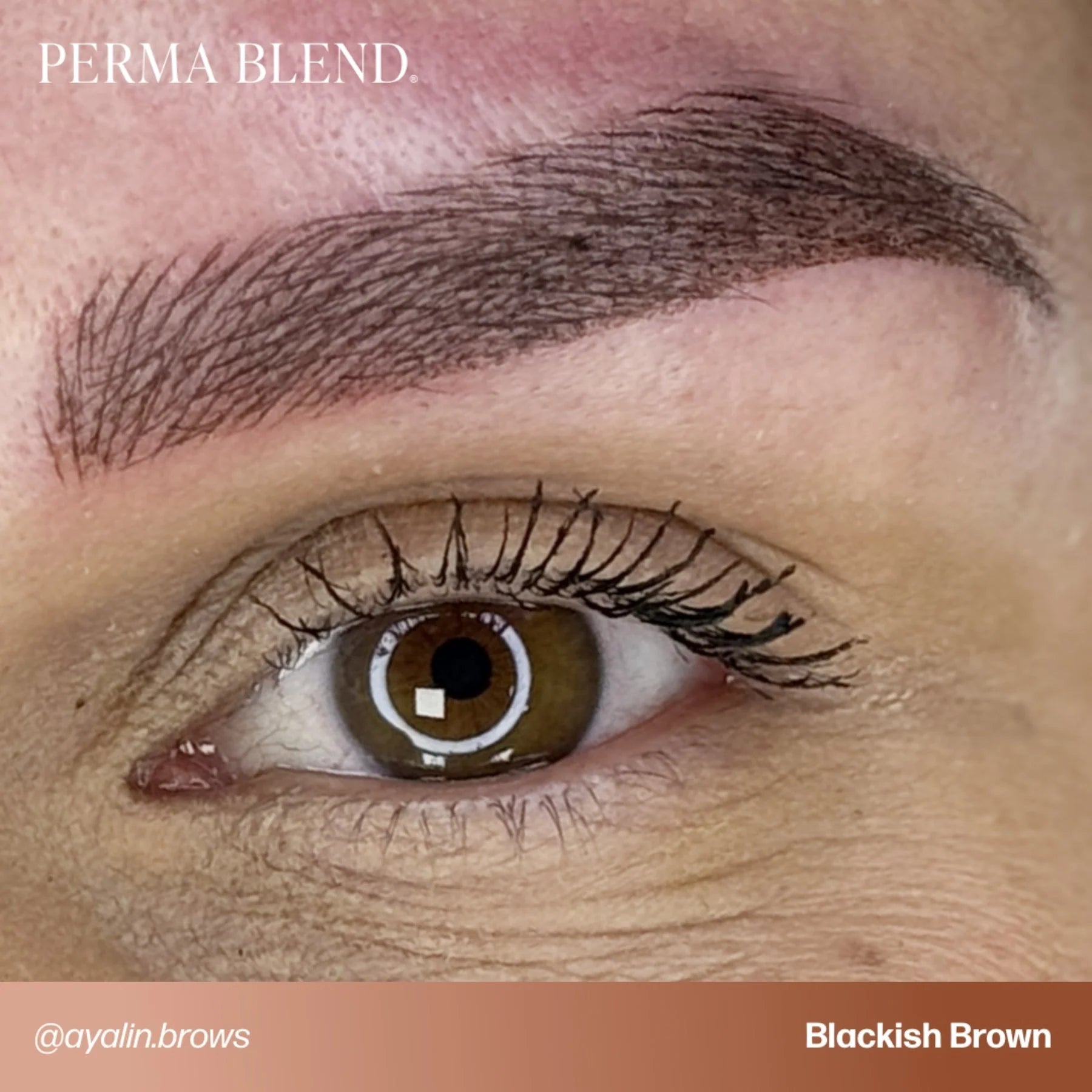 Eyebrow Pigment – Blackish Brown 15ml Perma Blend | Permanent Makeup SPMU Eyebrow Ink for Microblading, Ombré Brows & Powder Brows | Cool Brown Professional Pigment